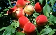 از بهبود بینایی تا کاهش التهاب با این میوه تابستانی