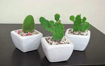 چگونگی نگهداری کاکتوس در آپارتمان+فیلم