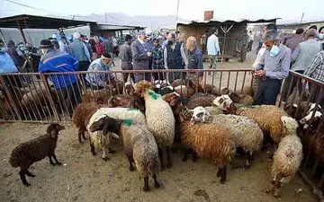 
اعلام قیمت دام زنده عید قربان