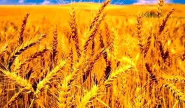 افزایش قیمت گندم جهانی در راه است؟