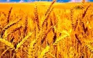 افزایش قیمت گندم جهانی در راه است؟