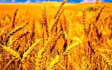 افزایش قیمت گندم جهانی در راه است؟