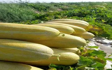 گزارش تصویری | برداشت  روزانه بیش از ۴۰ تن خربزه  از مزارع روستای اسدآباد شهرستان سرخه
