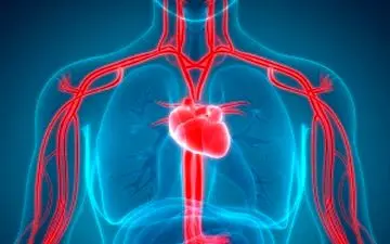 جوان سازی رگهای خونی با این ویتامین