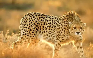 پر هیجان‌ترین و وحشتناک ترین سلفی دنیا با یوزپلنگ + ویدئو