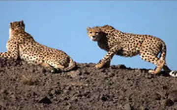  "یوزهای ایران" نوروز ۴۰۳ را بدون تلفات سپری کردند! 