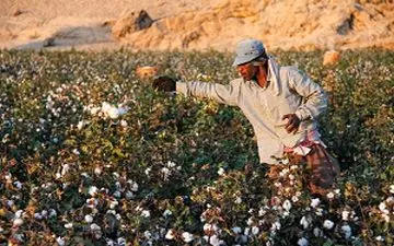 صنعت کشت طلای سفید ایران در آستانه نابودی + فیلم