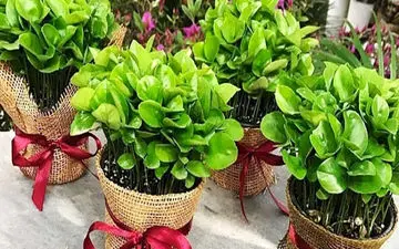 سبزه عید امسال رو با هسته پرتغال درست کن / فوق العاده میشه + آموزش