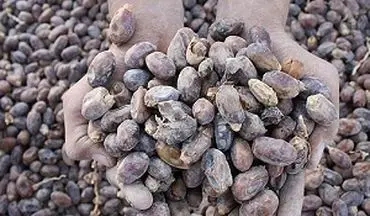 داستان غم انگیز محصولاتی که پس از زحمات فراوان تولید، نابود می شوند!+فیلم