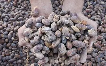 داستان غم انگیز محصولاتی که پس از زحمات فراوان تولید، نابود می شوند!+فیلم