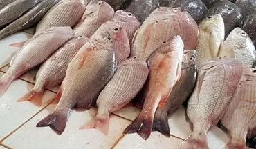 قیمت جدید ماهی در بازار / ماهی قزل آلا کیلویی چند شد؟ 