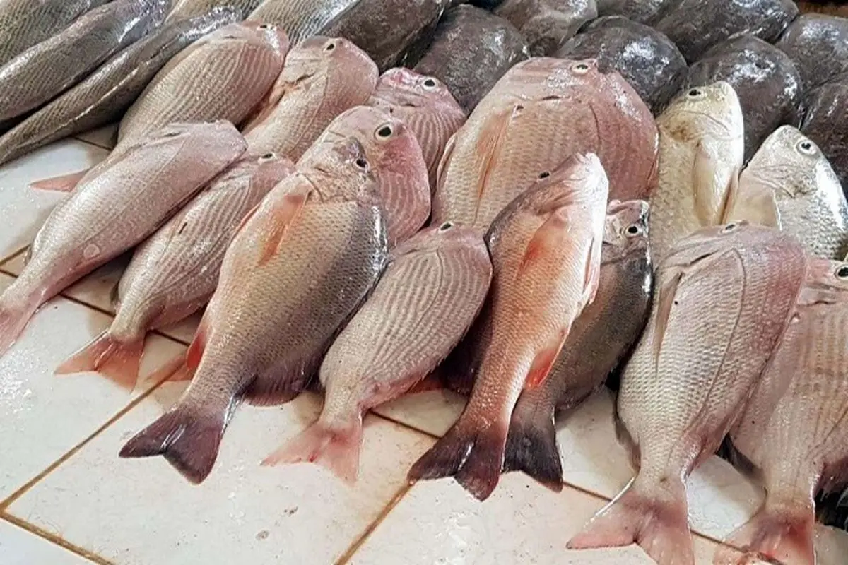 قیمت جدید ماهی در بازار / ماهی قزل آلا کیلویی چند شد؟ 