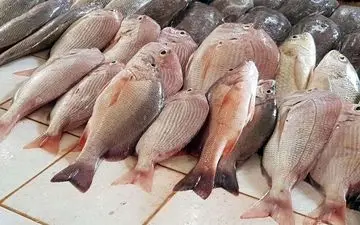 قیمت جدید ماهی در بازار / ماهی قزل آلا کیلویی چند شد؟ 