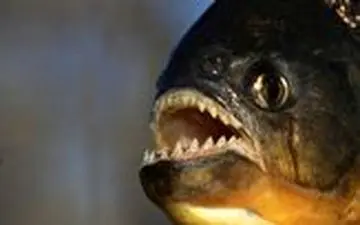 ماهی گوشتخواری که قدرت تخریب حیرت انگیزی دارد 