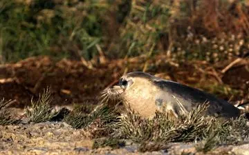 مسافران شمال بخوانند / موجودی ناشناخته و مرموز در ساحل دریای خزر کشف شد