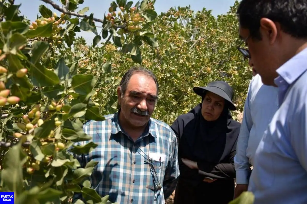 تغییر کانون کشت پسته از مرکز به غرب و شمالغرب کشور