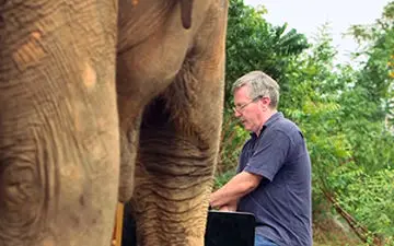 عجیب‌ترین اجرای موسیقی با حضور فیل‌ها +فیلم 