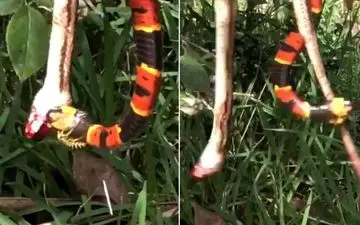 اتفاق عجیب حین بلعیدن مار موش‌خوار توسط مار سمی!