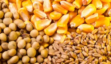 قیمت روز نهاده‌های دامی و کشاورزی ۱۵ مهر ۱۴۰۴؛ نرخ‌های جدید!