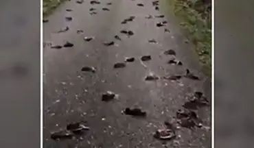 مرگ مشکوک ۳۰۰ پرنده در یک جاده