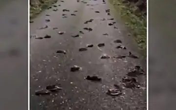 مرگ مشکوک ۳۰۰ پرنده در یک جاده