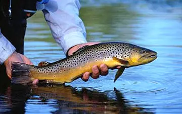 تولید ماهی تک جنسی در اصفهان + فیلم 