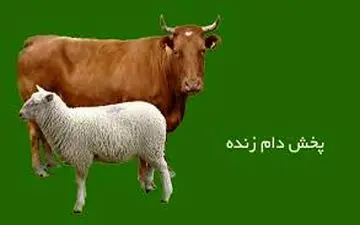  نرخ هر کیلو دام زنده اعلام شد