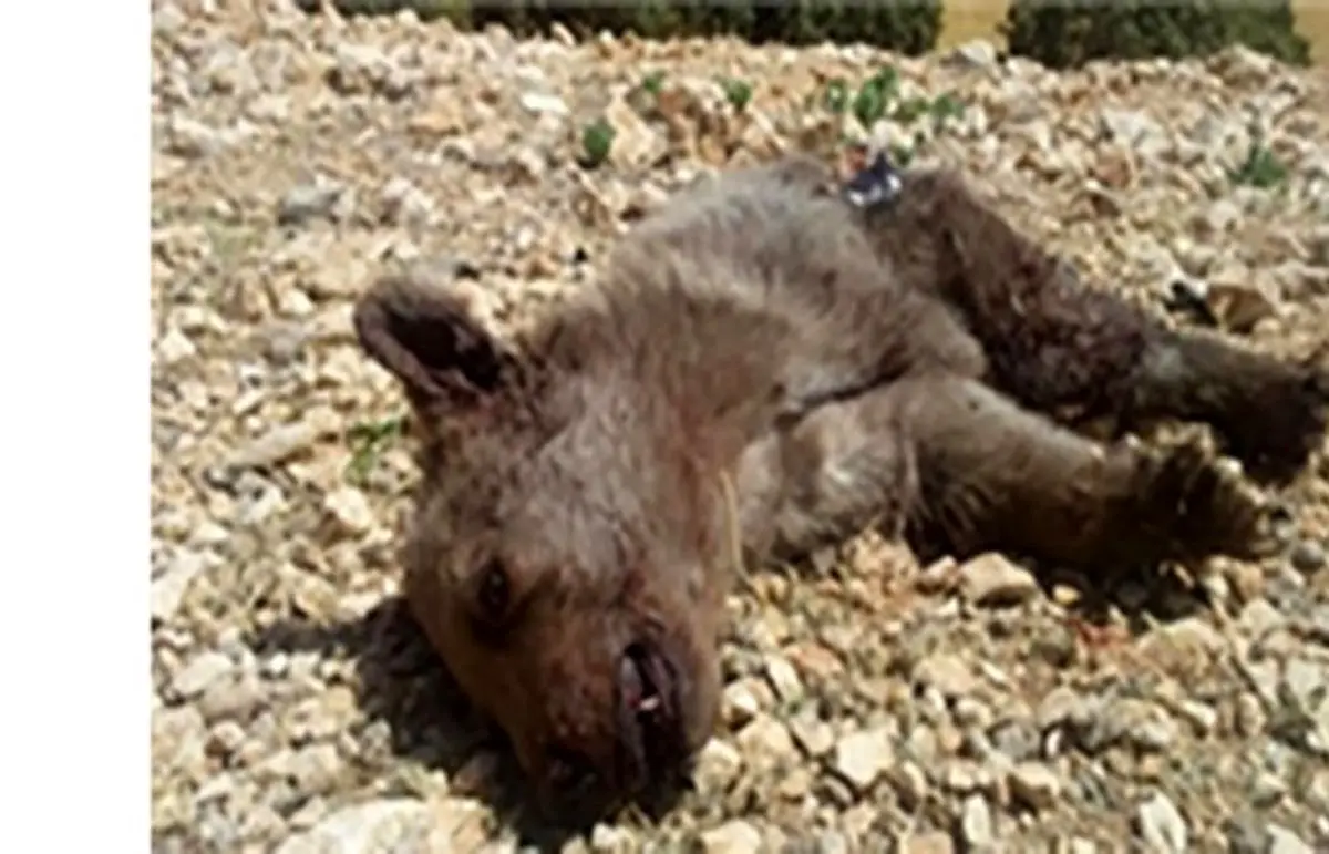 مرگ تلخ توله خرس قهوه‌ای در مرودشت +عکس