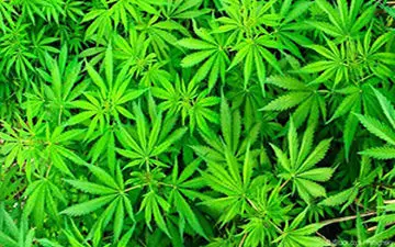 رفتار عجیب یک گربه پس از مصرف ماری‌جوانا