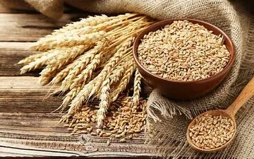 مصرف این غلات قند، فشار، چربی خون را تنظیم می کند