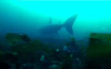  اولین تصاویر ضبط شده از «کوسه‌آسوده»