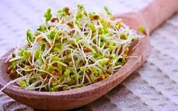 تاثیر مصرف جوانه گندم برای سلامتی/حفظ عملکرد طبیعی بدن با جوانه گندم