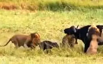 حمله بی‌رحمانه سه شیر نر به یک بوفالو پس از زایمان 