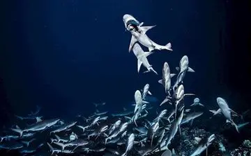  عکس منتخب نشنال جئوگرافیک | شکار کوسه