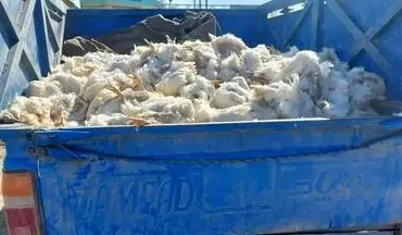  نیسان با هزار کیلو مرغ تلف شده گرفتار پلیس شد