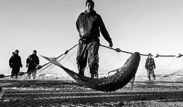 حفظ نسل ماهی سفید توسط مرکز بازسازی ذخایر آبزیان دریای خزر