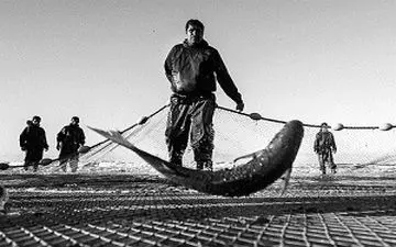 حفظ نسل ماهی سفید توسط مرکز بازسازی ذخایر آبزیان دریای خزر