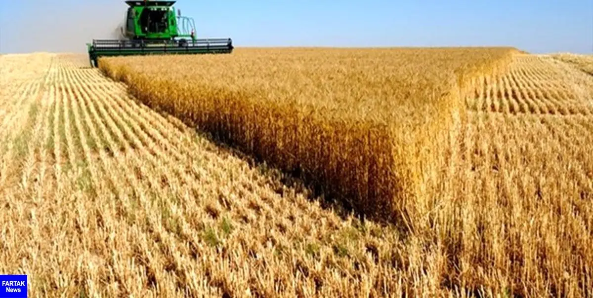 رتبه نخست خوزستان در تولید گندم در 7 سال گذشته