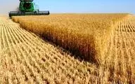 رتبه نخست خوزستان در تولید گندم در 7 سال گذشته