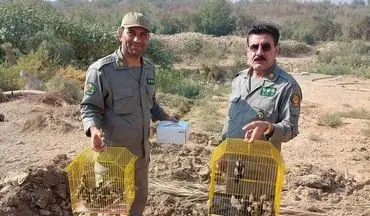رهاسازی ۸۰ پرنده حمایت‌شده در زیستگاه‌های طبیعی خوزستان