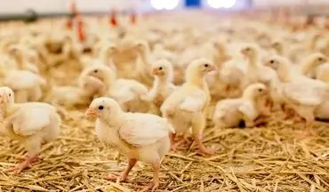 انتقاد کمیسیون کشاورزی مجلس به افزایش قیمت گوشت مرغ
