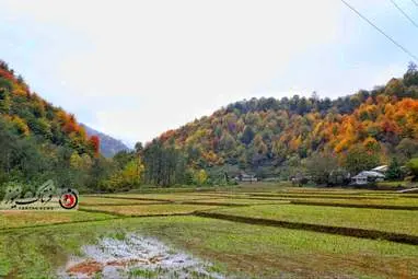 گزارش تصویری | گیلان؛ مقصدی رویایی برای عاشقان پاییز