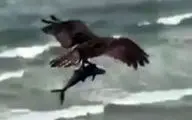 تصویر فوق العاده از شکار ماهی توسط پرنده