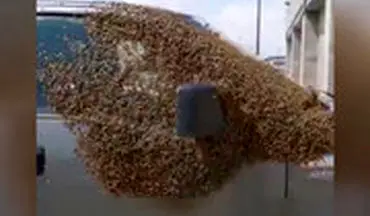 حمله هزاران زنبور به خودرویی در کانادا!