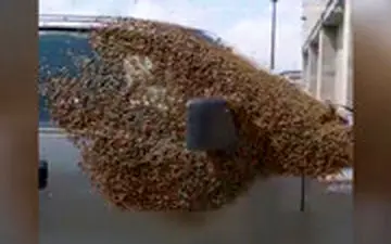 حمله هزاران زنبور به خودرویی در کانادا!