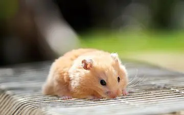 همسترها چطور می توانند این همه غذا را در دهانشان جا بدهند؟ + ویدئو