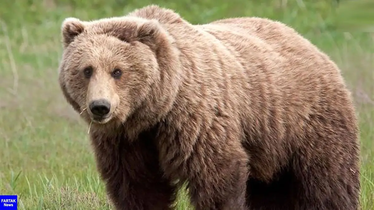 کشف جسد خرس قهوه ای در کوهرنگ