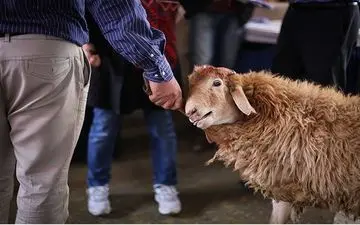 انتقال کووید 19 از دام به انسان و بالعکس وجود دارد؟