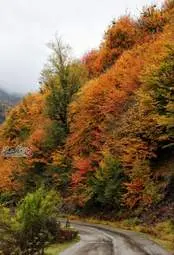 گزارش تصویری | گیلان؛ مقصدی رویایی برای عاشقان پاییز