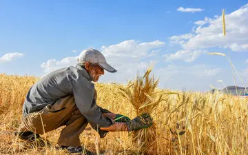 بیماری جدیدی که کشاورازان را می‌کشد چیست؟